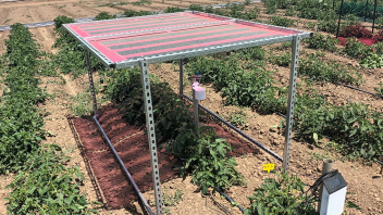 UC Davis scientists are investigating how to better harvest the sun — and its optimal light spectrum — to make agrivoltaic systems more efficient in arid agricultural regions like California.