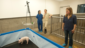 Professor Kristina Horback is conducting personality tests with several four-week-old female piglets, identifying aggressive and social behaviors.