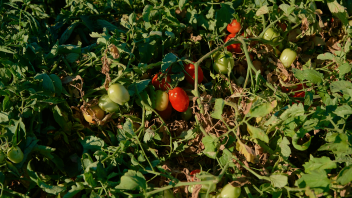 Tomatoes growing on vines.