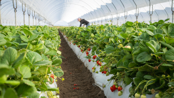 UC Davis released five new strawberry varieties that are resistant to the soilborne disease Fusarium wilt, have high yields and improved fruit quality.
