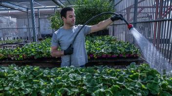On April 17 lead greenhouse manager Chris Durand waters strawberry plants to be donated after Picnic Day was cancelled. More than 6,000 strawberry and tomato plants were given away to the public and to essential UC Davis staff.