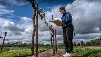 Kayla Elmendorf, a viticulture and enology major, records grapevine bud burst on March 24 at a campus vineyard. She cancelled a spring break trip because of COVID-19 and went back to work.
