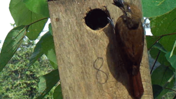 A bird visits a nest box. (Alison Ke /UC Davis)