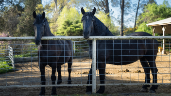 Two horses spend time together outside the UC Davis Horse Barn.
