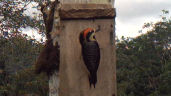 A bird visits a nest box. (Alison Ke /UC Davis)