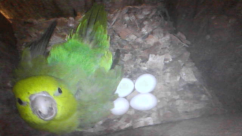 Pacific Parrotlet with eggs as seen in a nest box in Ecuador. (Alison Ke /UC Davis)