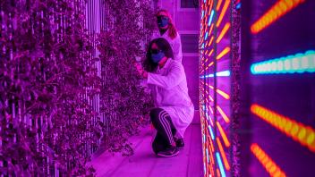 UC Davis vertical farming facility takes hydroponics to new level. Rows of vertically hung panels are filled with plants such as lettuce, herbs and hearty greens illuminated by the glow of iridescent LED grow lights.