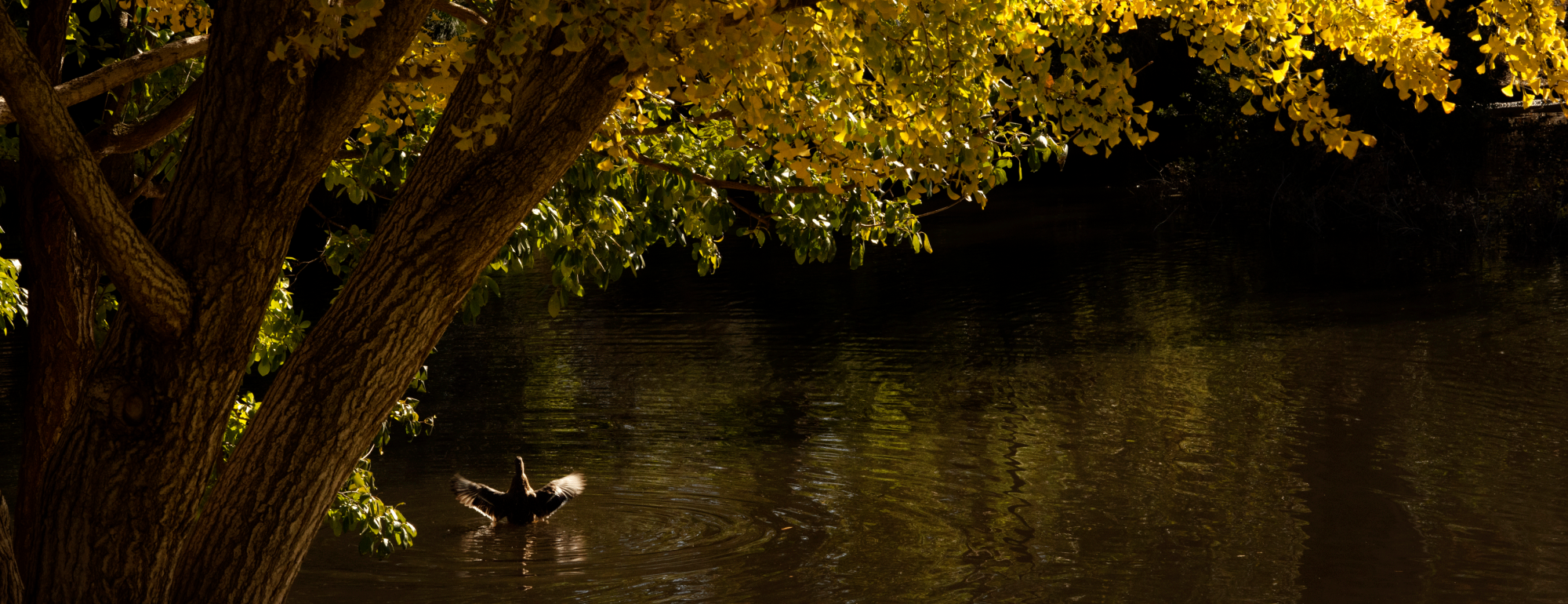 The fall colors of yellow are seen in the Arboretum as a duck passes on November 16, 2022.