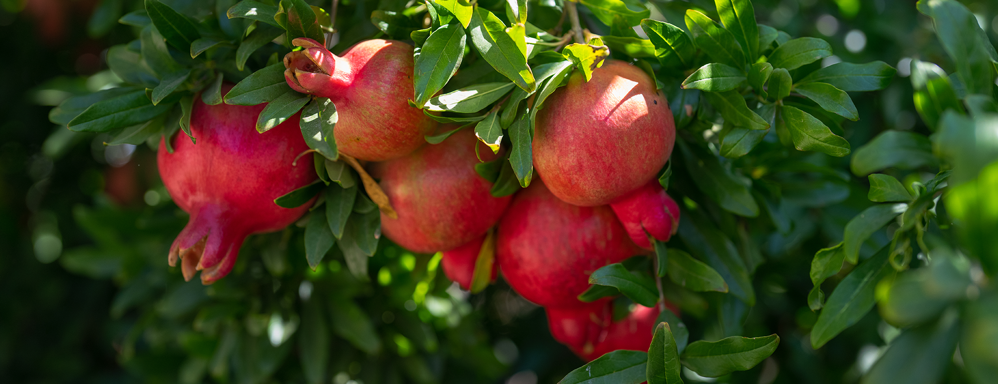 A group of pomegranates growing on a tree.