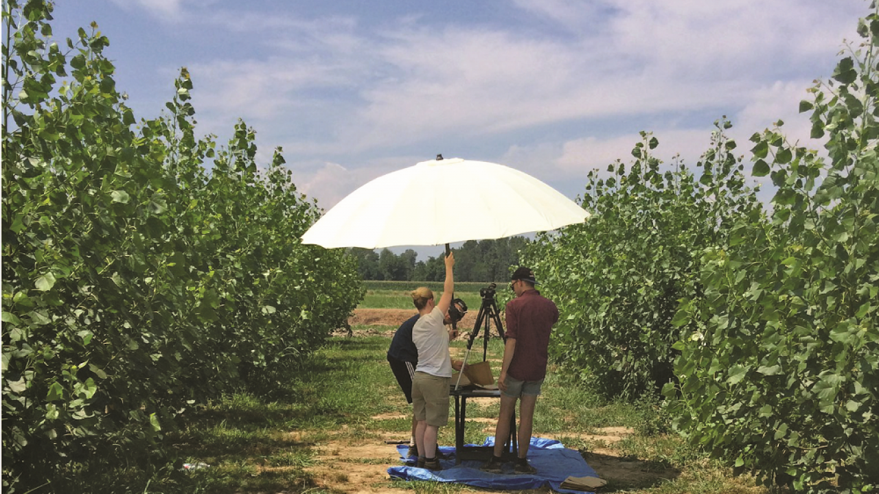 Measuring leaf size as an indicator of crop vigor and drought tolerance in a bioenergy poplar plantation. (photo Gail Taylor lab)