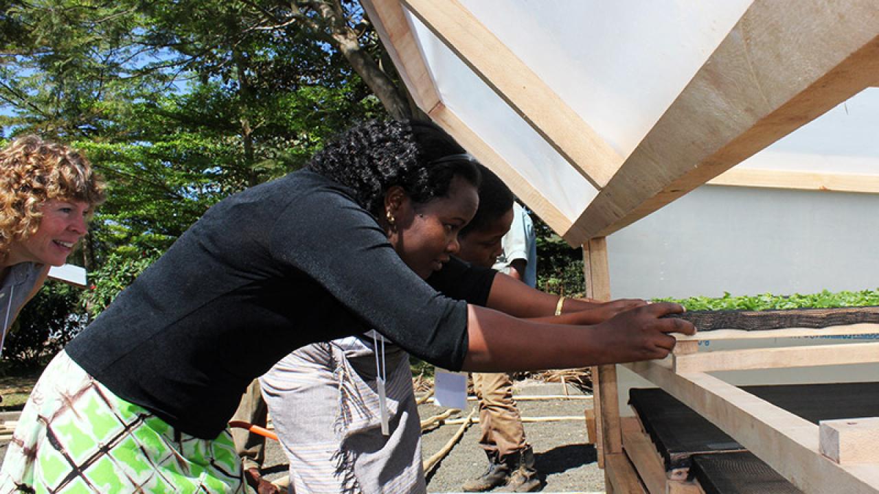 Diana Barrett of UC Davis, left, watches as Noel Makete of Kenya and Pendo Bigambo of Tanzania slide amaranth leaves into a solar dryer for a demonstration of postharvest practices. (Photo: Amanda Crump | UC Davis)