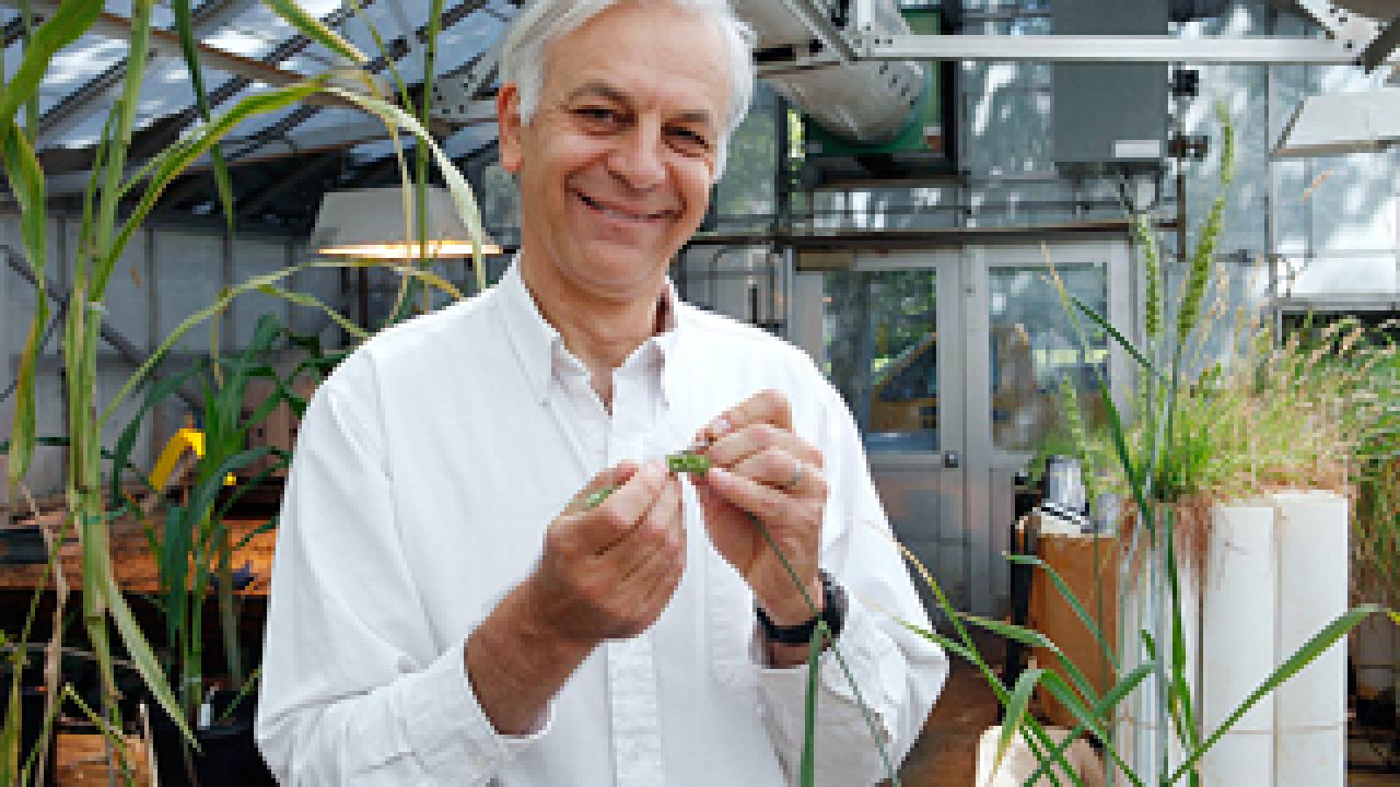 Jorge Dubcovsky's efforts to identify important wheat genes has led to hardier, more nutritious wheat varieties. (Steve Yeater/photo)