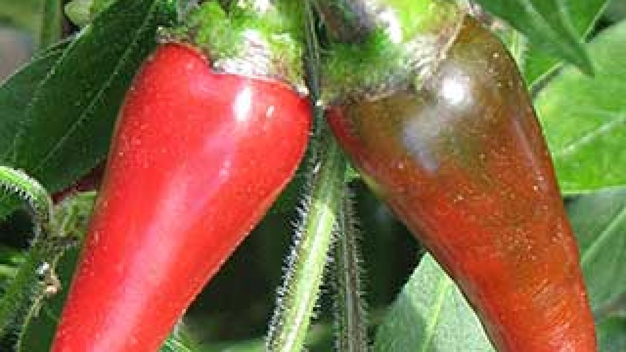 Annual global production for the hot pepper has grown more than 40-fold during the past two decades and now exceeds $14.4 billion. (photo: UC Davis)