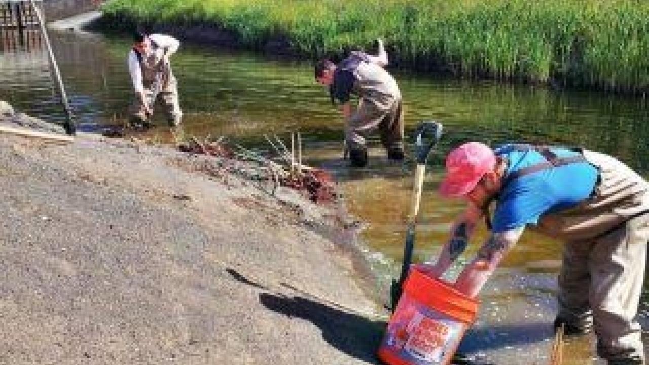 Students plant tules in Putah Creek