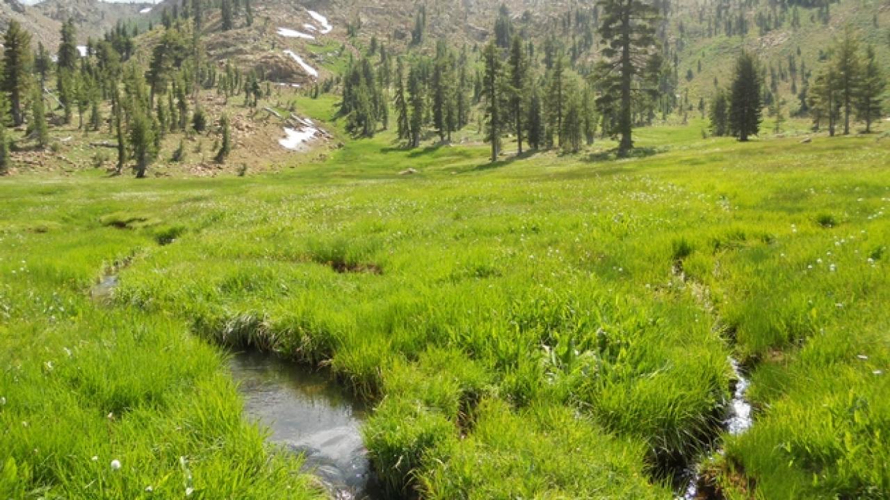 Researchers found that Yosemite toads prefer the wetter parts of sierra meadows while cows graze drier areas