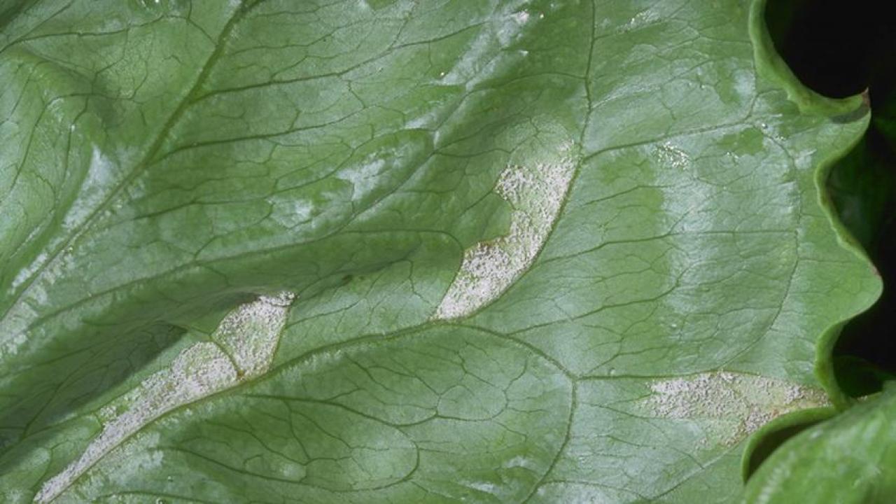 Downy mildew on lettuce leaf. (UC Regents)
