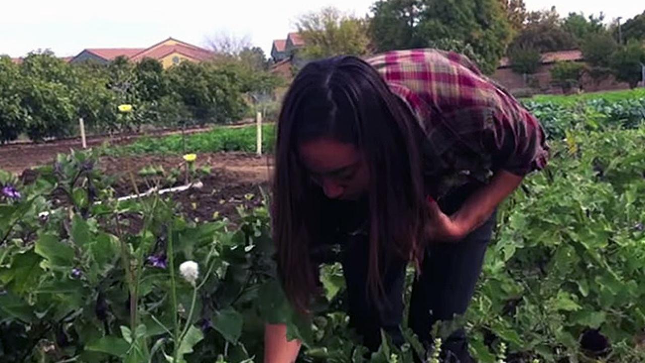 UC Davis student Kiko Barr helps select and deliver fresh produce to the UC Davis pantry. (UC Davis)