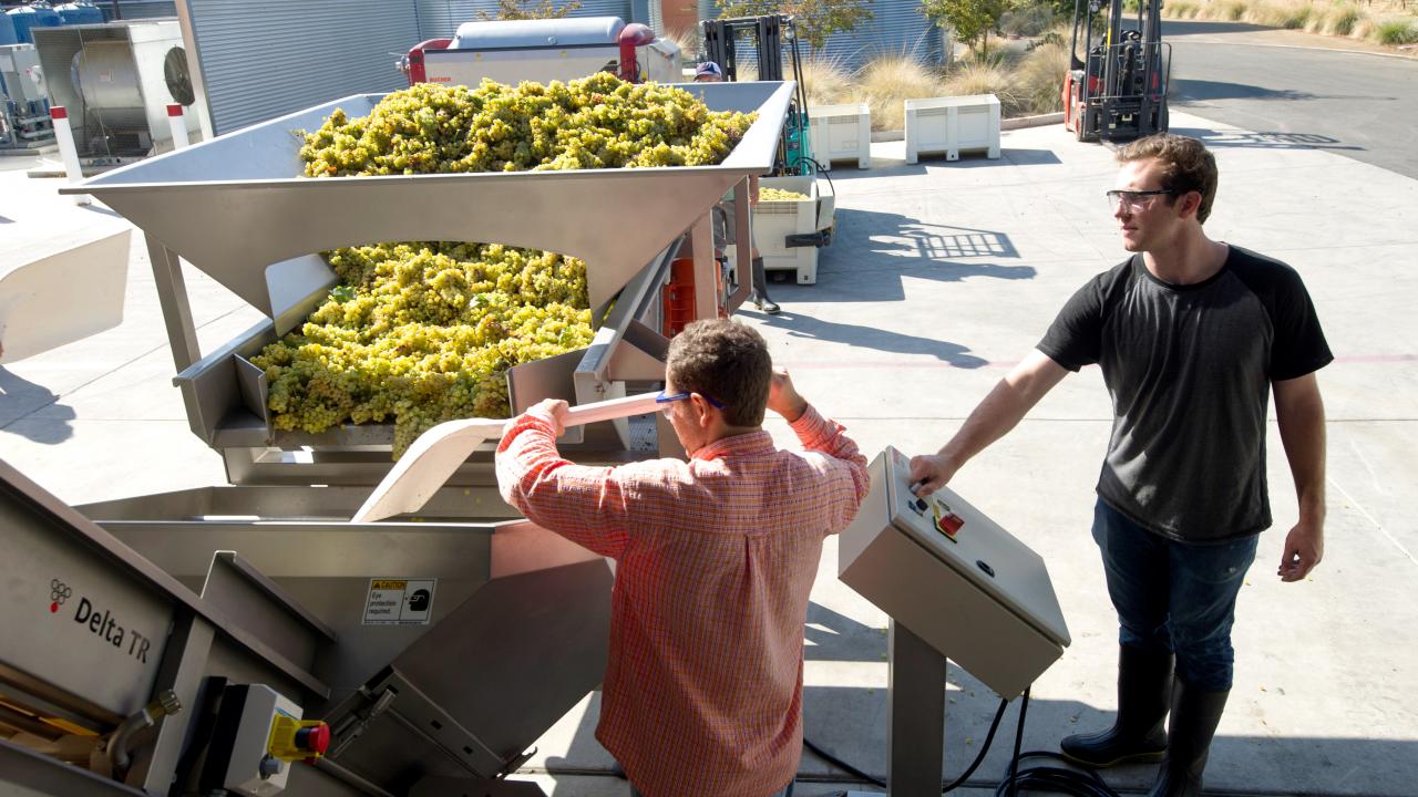 Genes may explain the difference in taste and color of grapes, like these being processed during a recent crush at the UC Davis Robert Mondavi Institute for Wine and Food Science teaching facility.