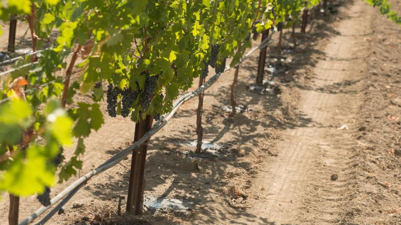 Optimizing use of rainwater stored in soil for five perennial crops, including grapes, could help meet demand. (UC Davis)