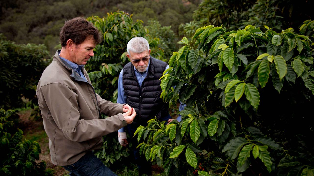 Farmer Jay Ruskey, left, worked with UC Davis geneticist Juan Medrano to collect genetic material from coffee trees on his land in north of Santa Barbara.