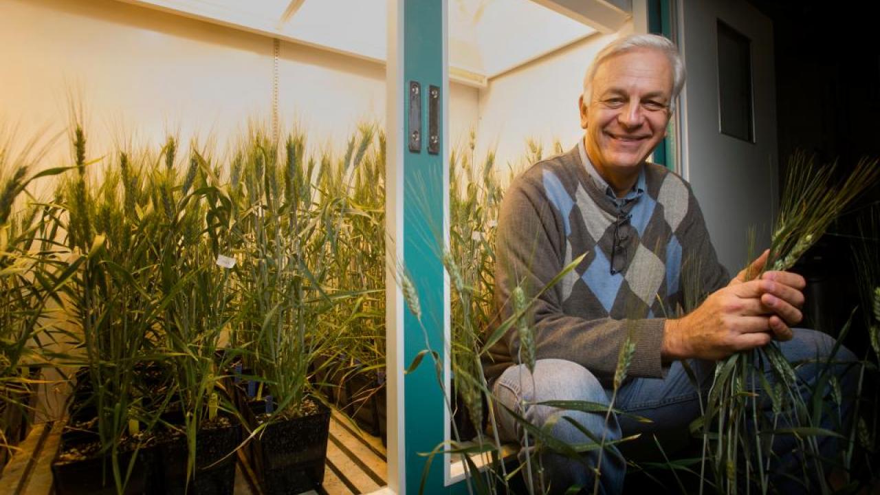 UC Davis Plant Sciences Professor, Jorge Dubcovsky is among 16 current UC Davis faculty named as among the top 1 percent in their fields for citations of scientific papers. Dubcovsky is a leading expert on wheat genetics. (UC Davis photo)