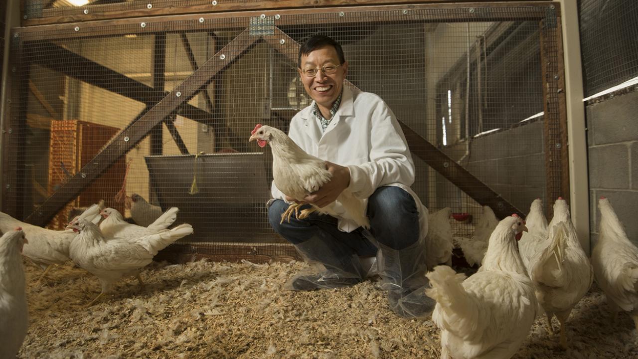 UC Davis Animal Science Professor Huaijun Zhou with white leghorn chickens.