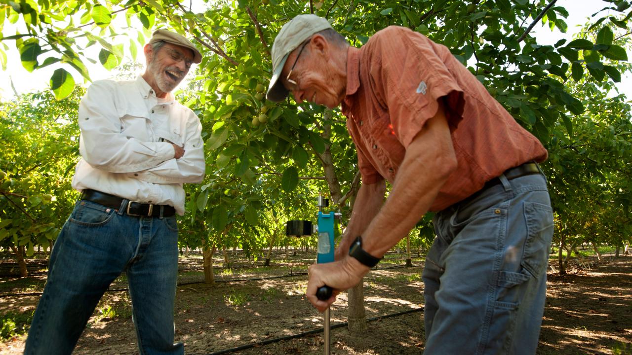 Professor Ken Shackel (left) and Cooperative Extension Specialist Bruce Lampinen demonstrate how pressure chambers can gauge a tree’s water needs.