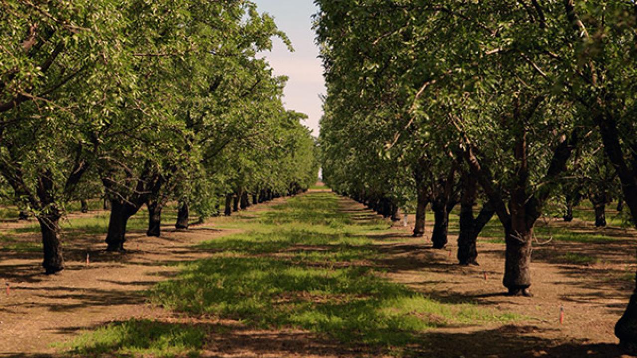 Almond growers are innovative in their water savings. This orchard uses micro-irrigation, which efficiently directs water. (Photo courtesy of the Almond Board via USDA.gov)