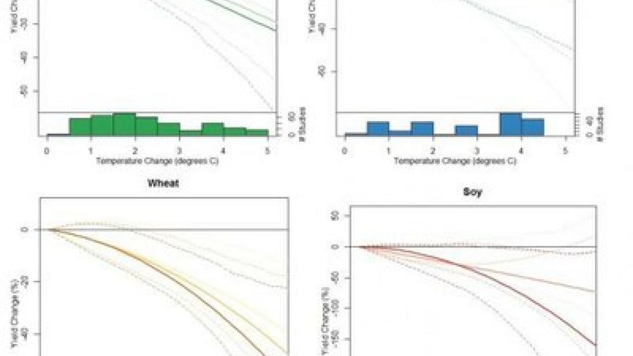 Impacts of temperature change on yields of four major crops. (Courtesy UC Davis)