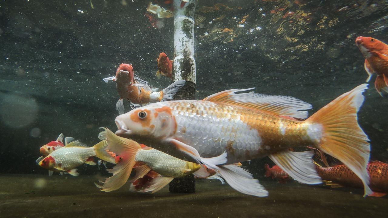 Koi fish swimming in a tank at the UC Davis Center for Aquatic Biology and Aquaculture.
