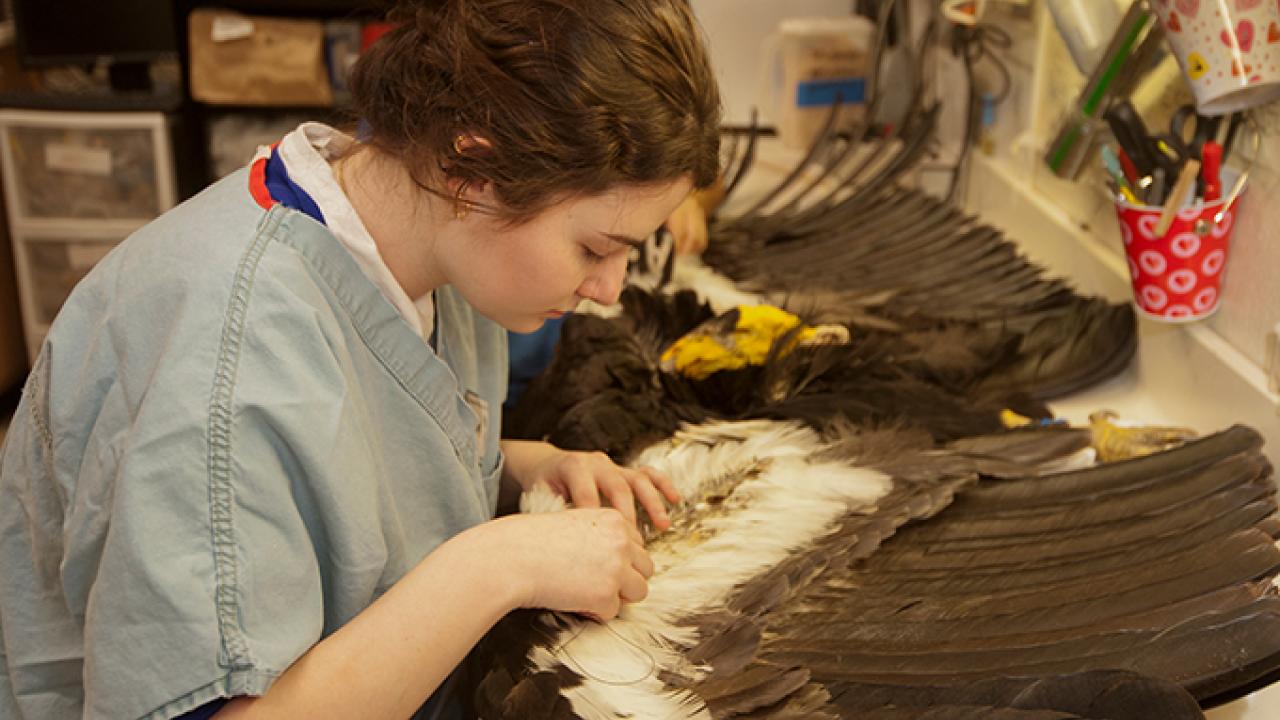 Museum intern Rachel Alsheikh, a senior majoring in wildlife, fish and conservation biology, prepares a California condor specimen for use in research and teaching. (UC Davis/Gregory Urquiaga)
