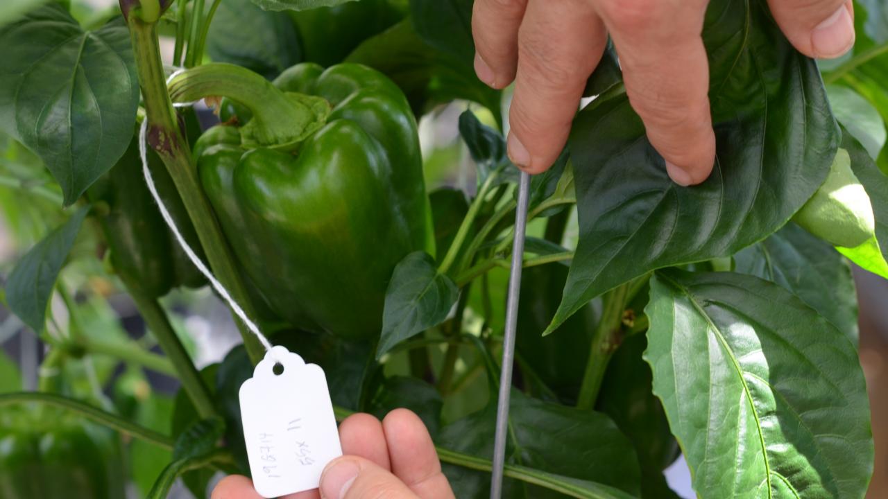 Allen Van Deynze, director of research at the Seed Biotechnology Center and associate director of the Plant Breeding Center, UC Davis Department of Plant Sciences, has received a STAIR™ Grant to create mechanically harvestable peppers.