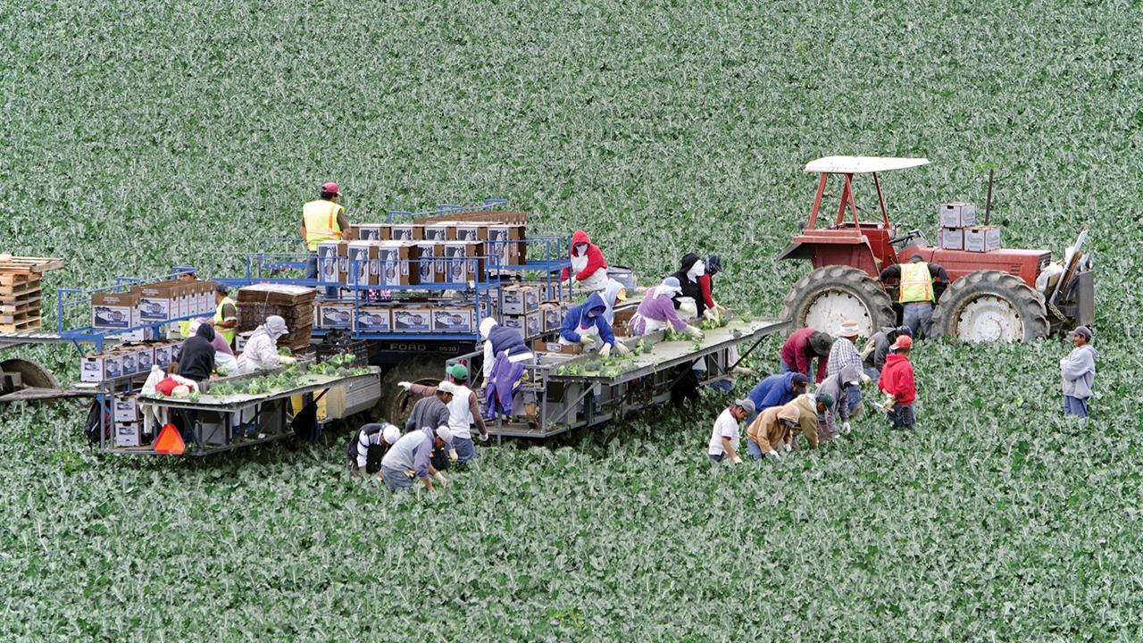 Farmworkers harvest in the field.