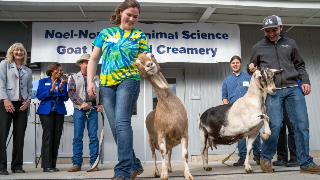 Goats helped the celebrate the ribbon cutting at the UC Davis Noel-Nordfelt Animal Science Goat Dairy and Creamery.
