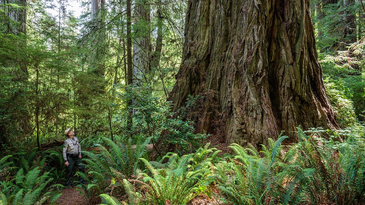 Del Norte County's Grove of Titans features some of California's biggest coast redwood trees. (Max Forster/Save the Redwoods League)