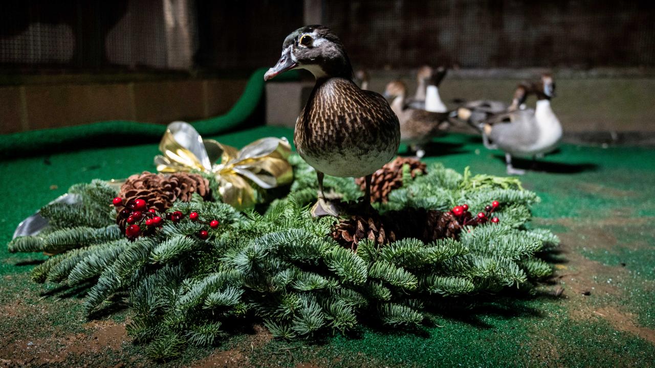 Konnie the outreach duck from the Raveling Waterfowl Research Program in a wreath.