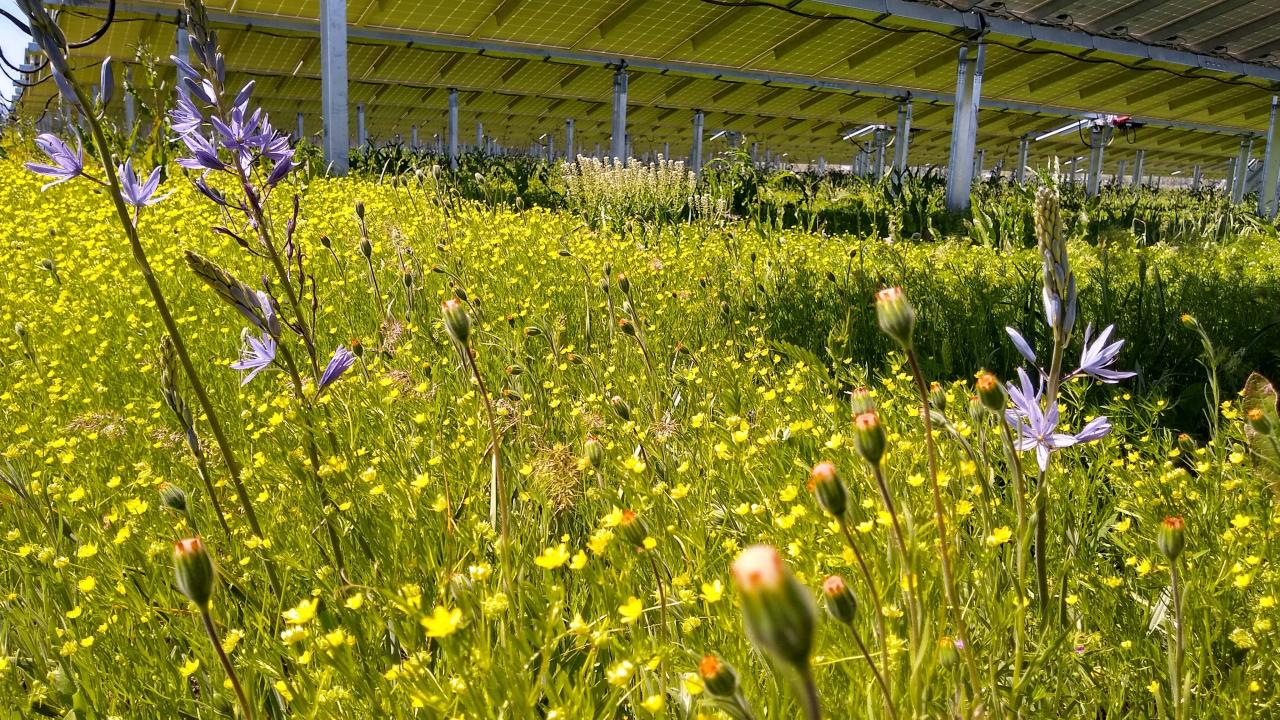The shade and sun of solar farms, like this one managed by Oregon ecologist Sean Prive of the Understory Initiative, can support diverse species of flowering plants and grasses to help pollinators and other species.