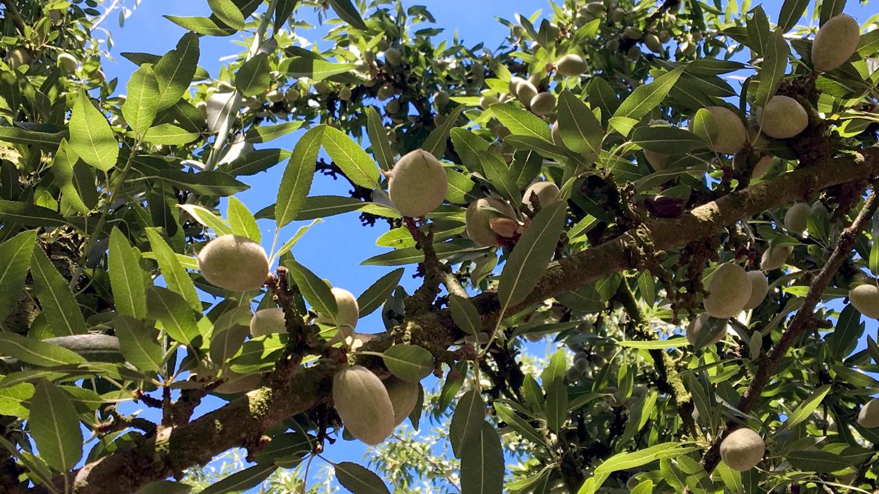 Researchers are partnering with almond growers to measure the complete nitrogen cycle--what goes in and what goes out. 
