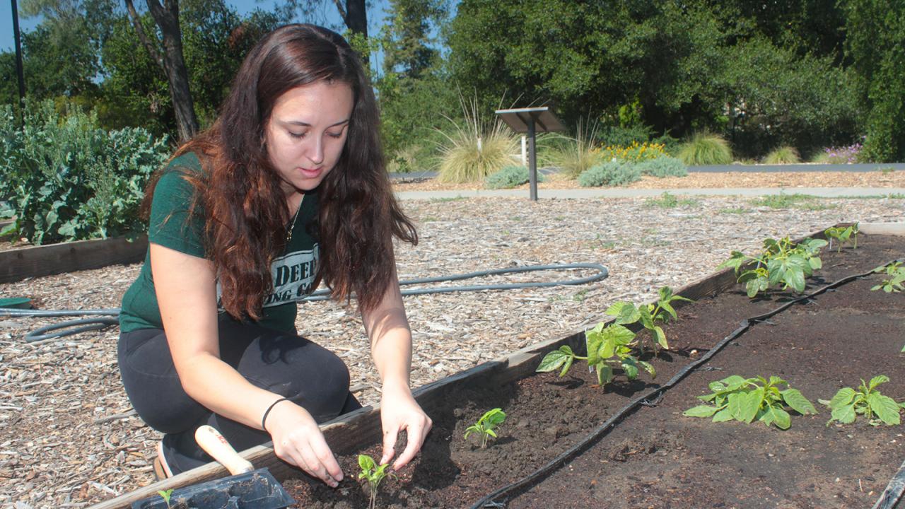 UC Davis student Elise Brockett plants vegetable seedlings at the Horticulture Innovation Lab Demonstration Center this spring. A few extra raised beds are waiting for contest winners’ bright ideas. (Brenda Dawson/UC Davis)