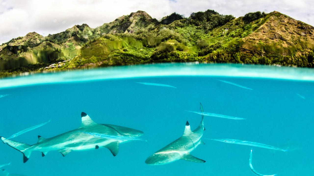 Blacktip reef sharks are apex predators in Mo'orea, French Polynesia, where they create landscapes of fear for reef fish. Photo: Mike Gil/UC Davis