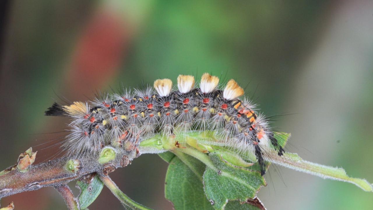 A western tussock moth caterpillar crawls along a plant, feasting on its leaves. Credit: Moria Robinson/UC Davis