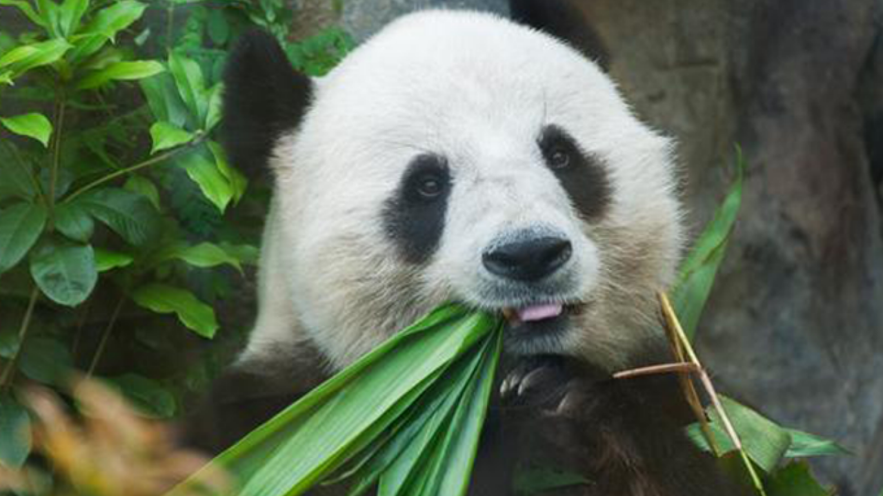 The distinct markings of giant pandas help them hide and communicate. (Getty Images)
