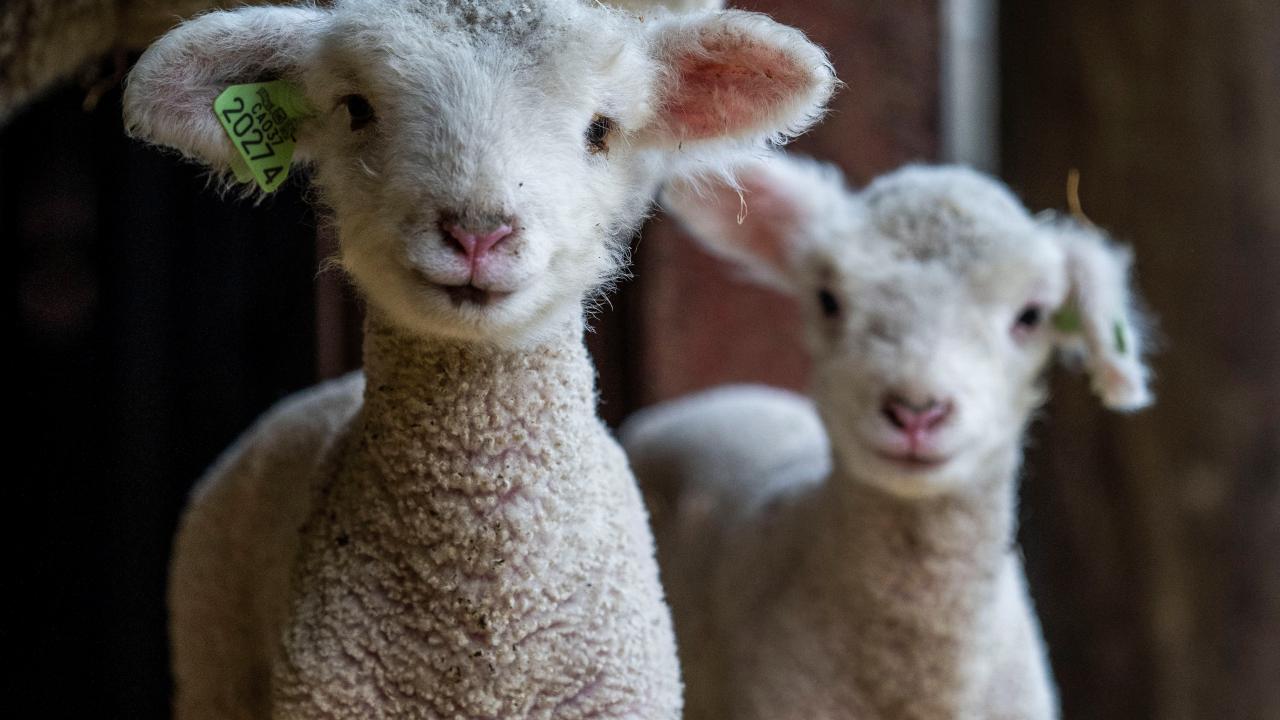 Two lambs at the UC Davis Sheep Barn.