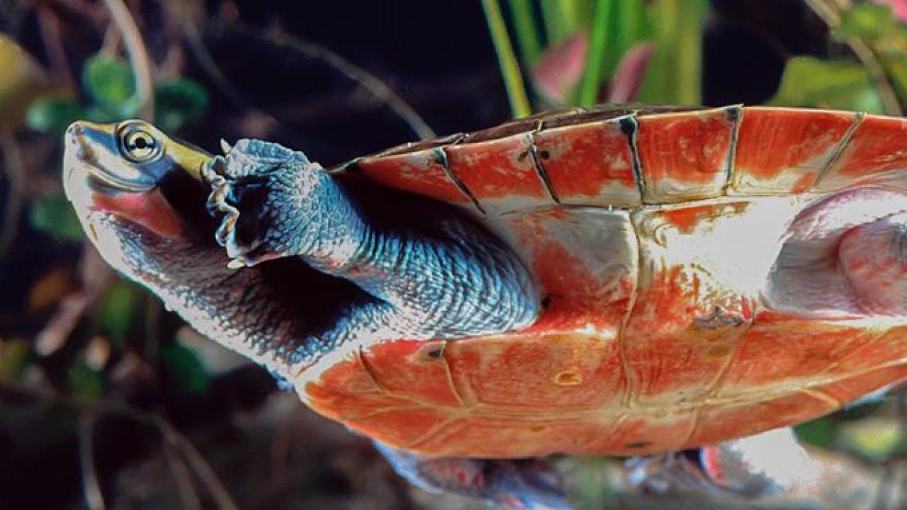 The habitat of red-bellied short-necked turtles is expected to be affected by rising sea levels. (Todd Stailey/Tennessee Aquarium)