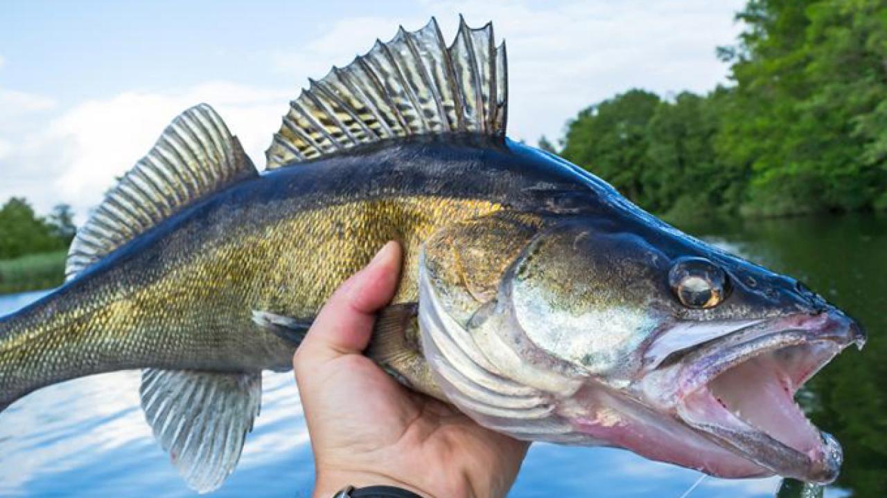 Where to Fish for Walleye 