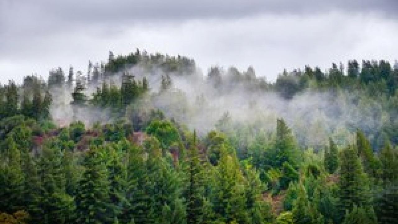 Fog rolls over the treetops of a forest of Douglas fir and redwood trees near the Eel River. Photo: Gary Kavanagh/Getty Images