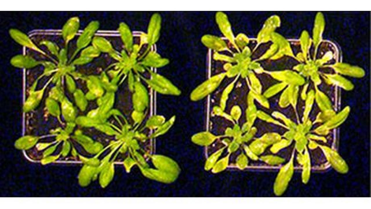 A mutant Arabidopsis plant (right), with compromised immunity, is lighter green than a typical Arabidopsis plant at left. (photo: Benjamin Schwessinger/UC Davis)