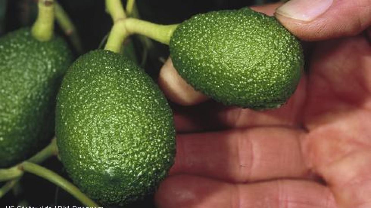 Young avocados, still on the tree. (photo: UC ANR)