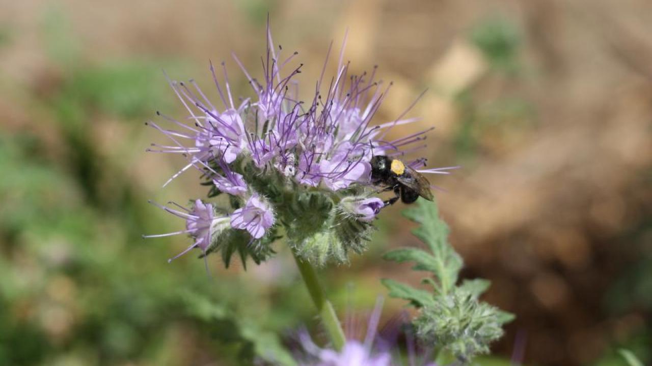 Study finds that blue orchard bee reproduction dropped nearly 60% when exposed to pesticides and when food is scarce. (Clara Stuligross/UC Davis)