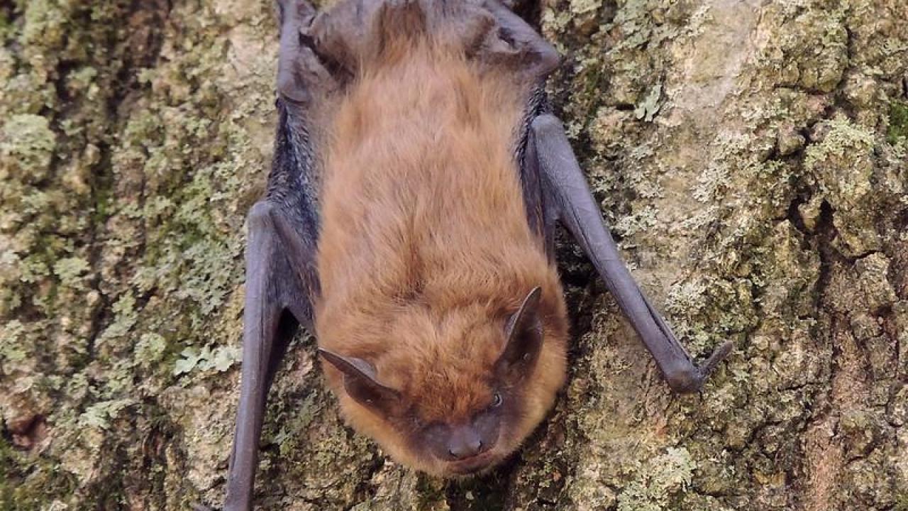 Big brown bats (Eptesicus fuscus) like this one were among the species that appeared more often once a forest was burned. (Anita Gould)